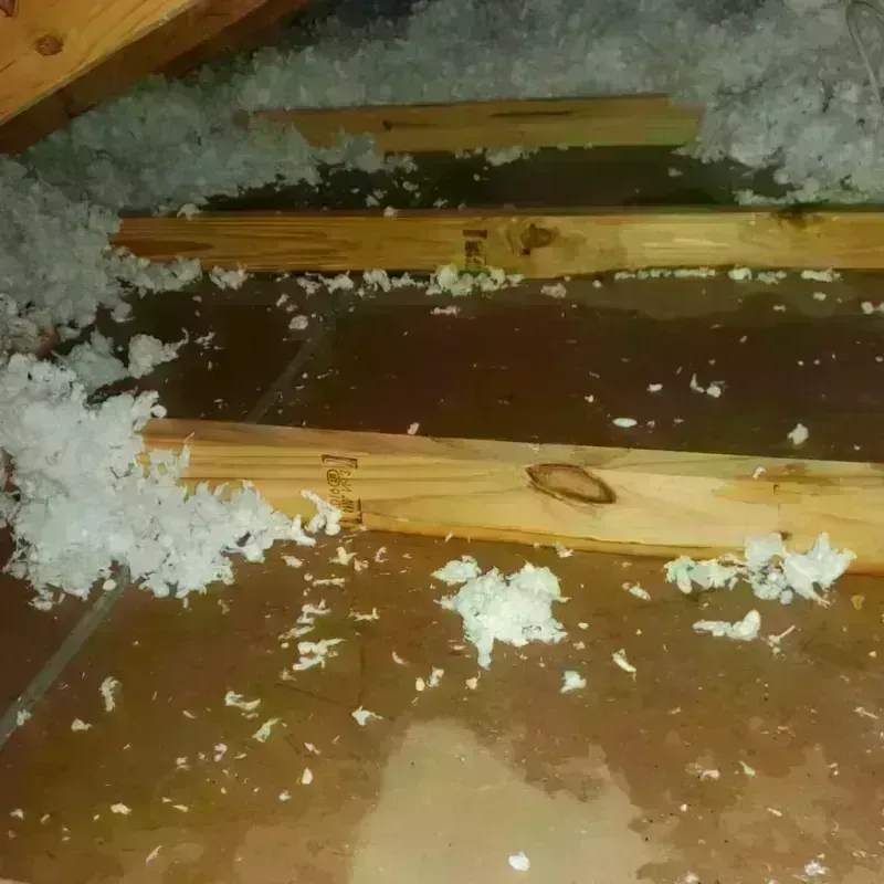 Attic Water Damage in Kirkwood, MO